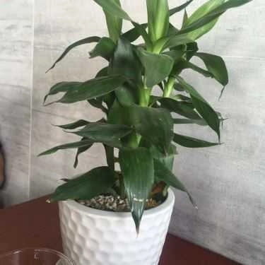 Tổng hợp- UP Cafe
