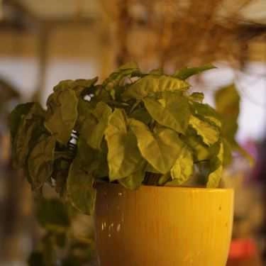 Tổng hợp- Biwee's Gelato - Bakery, Tea & Coffee