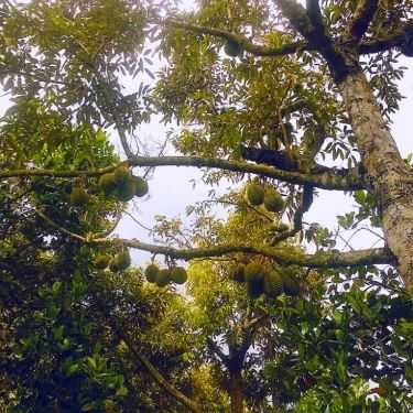 Tổng hợp- Quán Ăn Năm On - Điểm Tham Quan Sinh Thái
