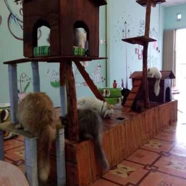 Không gian- Pet Coffee