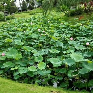 Tổng hợp- Nhà Hàng Khu Du Lịch Sinh Thái Déjà Vu Huỳnh Kha