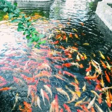 Tổng hợp- Nhà Hàng Khu Du Lịch Sinh Thái Déjà Vu Huỳnh Kha