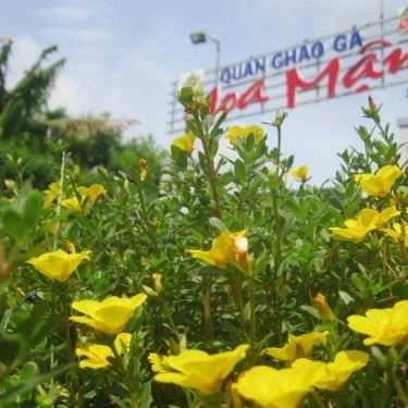 Tổng hợp- Quán Ăn Cháo Gà Hoa Mận