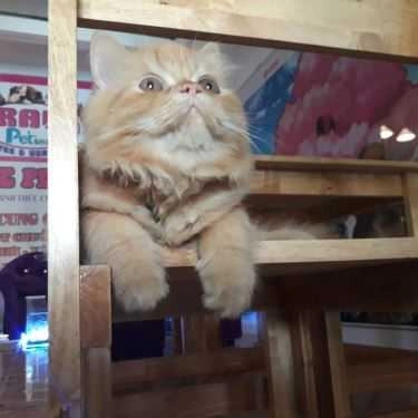 Tổng hợp- Coffee Pet Shop