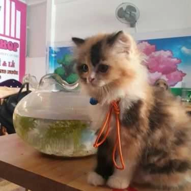 Tổng hợp- Coffee Pet Shop