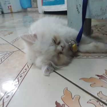 Tổng hợp- Coffee Pet Shop