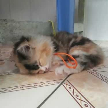 Tổng hợp- Coffee Pet Shop