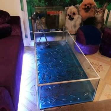 Tổng hợp- Coffee Pet Shop