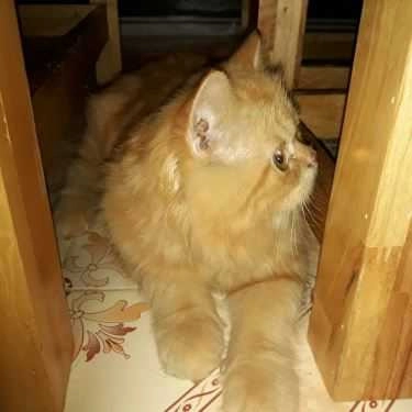 Tổng hợp- Coffee Pet Shop