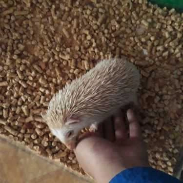Tổng hợp- Coffee Pet Shop