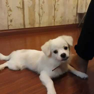 Tổng hợp- Coffee Pet Shop