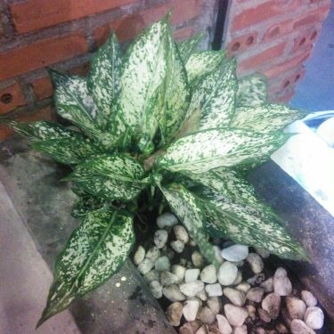 Tổng hợp- 5 Danh - Quán Ăn Gia Đình