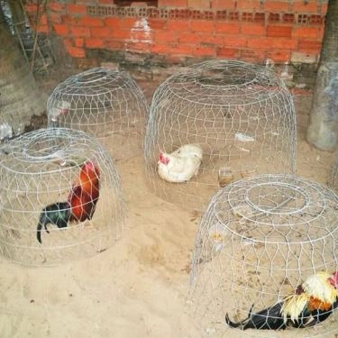 Tổng hợp- 5Ku Farm - Nông Trại & Quán Ăn