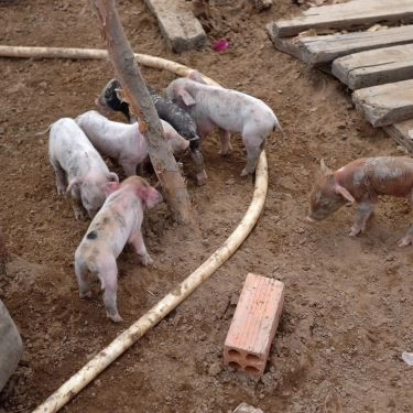 Tổng hợp- 5Ku Farm - Nông Trại & Quán Ăn