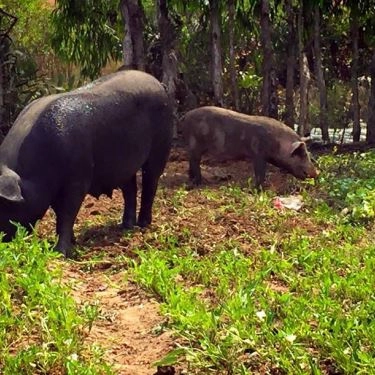 Tổng hợp- 5Ku Farm - Nông Trại & Quán Ăn