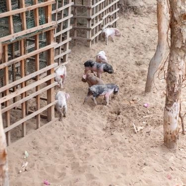 Tổng hợp- 5Ku Farm - Nông Trại & Quán Ăn