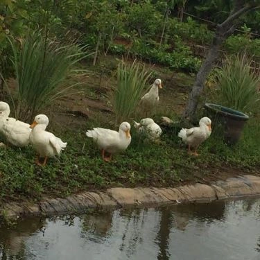 Tổng hợp- Quán Ăn Family Garden - Thảo Điền