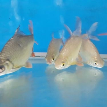Tổng hợp- Ẩm Thực Ngân Sáng - Quán Ăn Gia Đình
