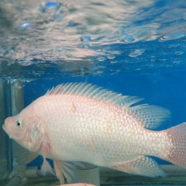 Tổng hợp- Ẩm Thực Ngân Sáng - Quán Ăn Gia Đình