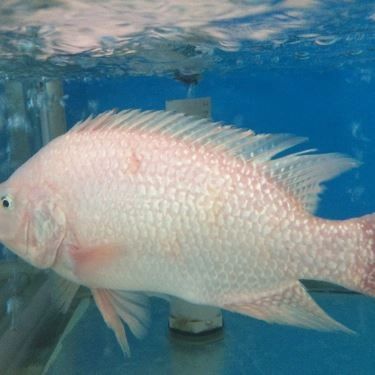 Tổng hợp- Ẩm Thực Ngân Sáng - Quán Ăn Gia Đình