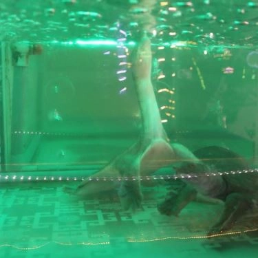 Tổng hợp- Ẩm Thực Rừng Lan - Quán Ăn Gia Đình