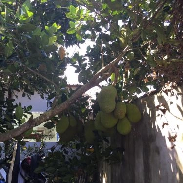 Tổng hợp- Nhà Hàng Quán Đồng Quê - Ẩm Thực Sân Vườn