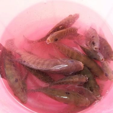 Tổng hợp- Quán Ăn Ba Hồ Quán - Câu Cá Giải Trí & Các Món Đồng Quê