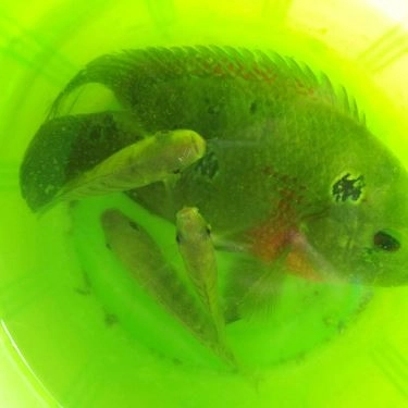 Tổng hợp- Quán Ăn Ba Hồ Quán - Câu Cá Giải Trí & Các Món Đồng Quê