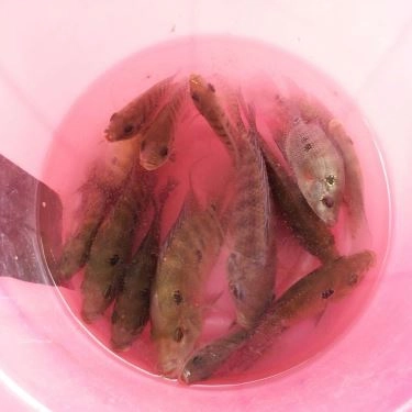 Tổng hợp- Quán Ăn Ba Hồ Quán - Câu Cá Giải Trí & Các Món Đồng Quê