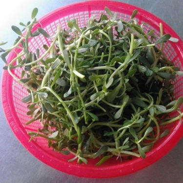 Tổng hợp- Quán Ăn Cây Bàng - Bánh Canh Cá Lóc
