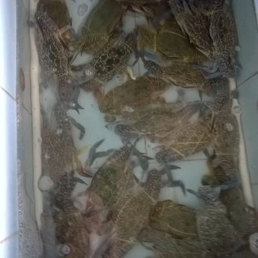 Tổng hợp- Quán Ăn Bánh Canh Ghẹ Cà Mau