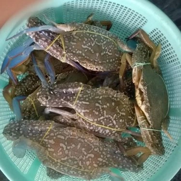 Tổng hợp- Quán Ăn Bánh Canh Ghẹ Cà Mau