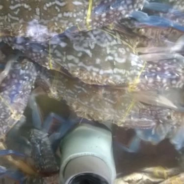 Tổng hợp- Quán Ăn Bánh Canh Ghẹ Cà Mau