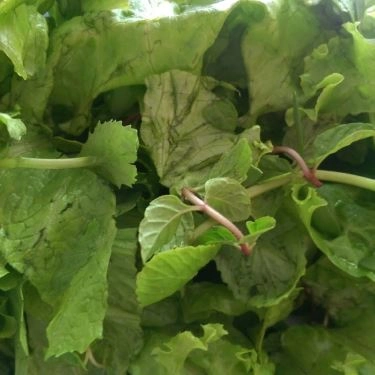 Tổng hợp- Quán Ăn Bánh Xèo Bà Tuyết