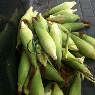 Tổng hợp- Quán Ăn Bắp Nướng Mỡ Hành - Vỉa Hè Phan Xích Long