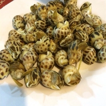 Món ăn- Quán Ăn Bé Thân Lăng Cô - Hải Sản Tươi Sống