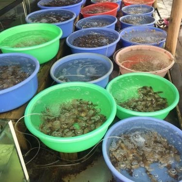Tổng hợp- Quán Ăn Bé Thân Lăng Cô - Hải Sản Tươi Sống