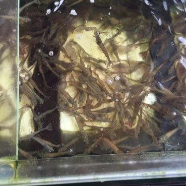 Tổng hợp- Quán Ăn Bé Thân Lăng Cô - Hải Sản Tươi Sống