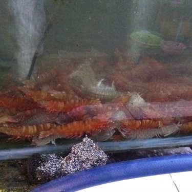 Tổng hợp- Quán Ăn Biên Hải Quán - Hải Sản Bờ Biển