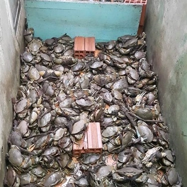 Tổng hợp- Quán Ăn Bình Quán - Hải Sản Tươi Sống