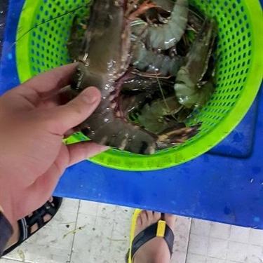 Tổng hợp- Quán Ăn Bình Quán - Hải Sản Tươi Sống