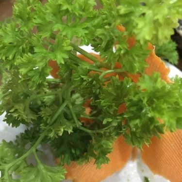 Món ăn- Quán Ăn Bồ Câu Chiến Sĩ - Đặc Sản Chim Trời