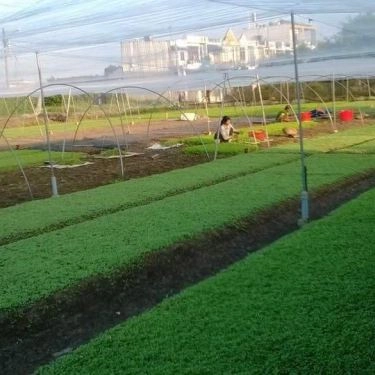 Tổng hợp- Quán Ăn Bún Cá Rô Đồng Hoàng Cúc