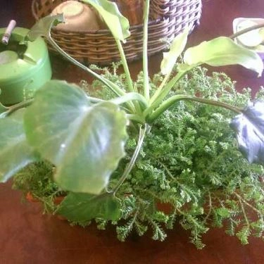 Tổng hợp- Quán Ăn Bún Riêu Nhà - Kỳ Đồng