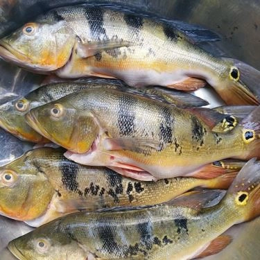 Tổng hợp- Quán Ăn Cá Biển Nướng 68
