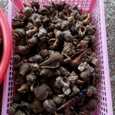 Tổng hợp- Quán Ăn Cậu 3 Ốc - Quán Ốc