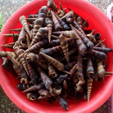 Tổng hợp- Quán Ăn Cậu 3 Ốc - Quán Ốc