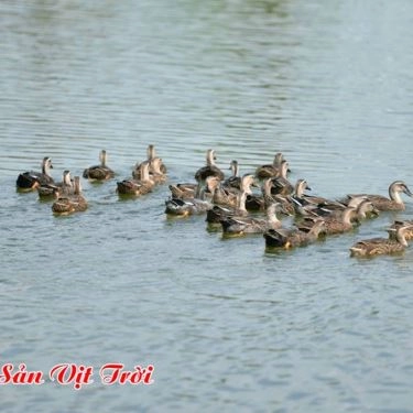 Tổng hợp- Nhà Hàng Ba Sen Vàng - Câu Cá Giải Trí