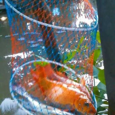 Tổng hợp- Quán Ăn Câu Cá Giải Trí Mười Nghĩa - Mai Chí Thọ