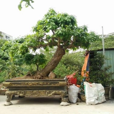 Tổng hợp- Cây Tùng - Quán Ăn Bình Dân